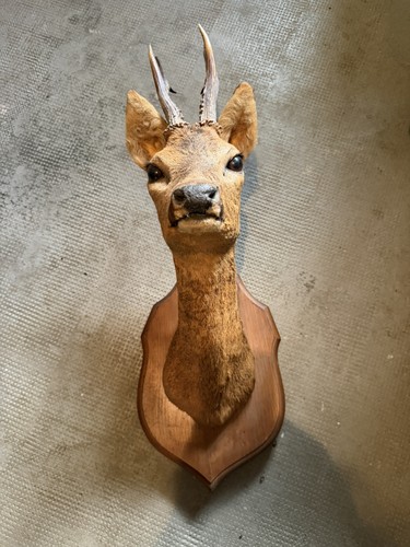 Tête empaillé animal - tête,