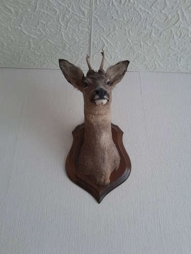 Taxidermie tête chevreuil - tête,