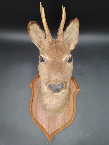 Taxidermie tête chevreuil - tête, de